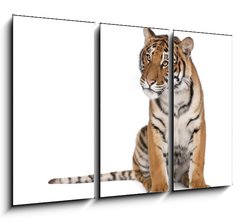Obraz   Portrait of Bengal Tiger, sitting in front of white background, 105 x 70 cm