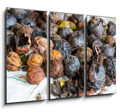 Obraz 3D tdln - 105 x 70 cm F_BB171137304 - walnuts immediately after harvesting before cleaning