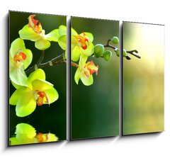 Obraz 3D tdln - 105 x 70 cm F_BB17174555 - Orchidee