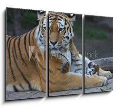 Obraz 3D tdln - 105 x 70 cm F_BB17332495 - Tigermutter mit Kind