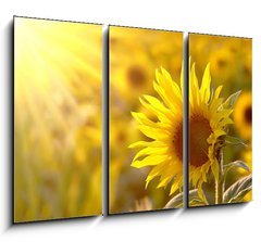 Obraz 3D tdln - 105 x 70 cm F_BB17477297 - Sunflower on a meadow in the light of the setting sun - Slunenice na louce ve svtle zapadajcho slunce