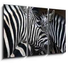 Obraz   zebras, 105 x 70 cm