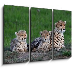 Obraz 3D tdln - 105 x 70 cm F_BB177537572 - Maman gupard et ses 2 petits blottis sur un rocher, dans la savane verte du Parc Masa Mara, au Kenya - Maman gupard et ses 2 pet blottis sur un rocher, dans la savane verte du Parc Masa Mara, au Kenya