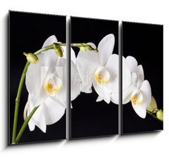 Obraz   Orchid on black background, 105 x 70 cm