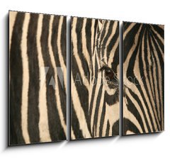 Obraz 3D tdln - 105 x 70 cm F_BB17807790 - Zebra