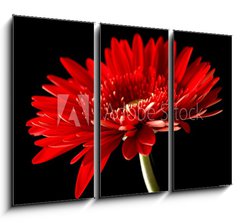 Obraz 3D tdln - 105 x 70 cm F_BB18414597 - Red daisy-gerbera on black background.