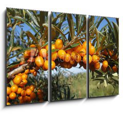 Obraz 3D tdln - 105 x 70 cm F_BB18588117 - Reife Sanddornbeeren im Sonnenschein - Zral bobule rakytnku na slunci