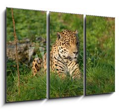 Obraz 3D tdln - 105 x 70 cm F_BB19063802 - Leopard
