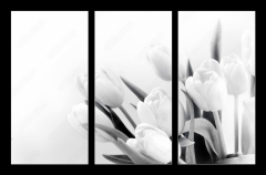 Obraz   White tulips on white background bw, 105 x 70 cm