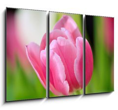 Obraz   tulip, 105 x 70 cm