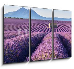 Obraz 3D tdln - 105 x 70 cm F_BB195185269 - Lavender fields in Plateau de Valensole with a stone house in Summer. Alpes de Haute Provence, PACA Region, France