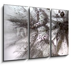 Obraz   TARAXACUM. DIENTE DE LEN, 105 x 70 cm