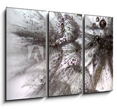 Obraz 3D tdln - 105 x 70 cm F_BB195393879 - TARAXACUM. DIENTE DE LEN