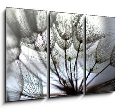 Obraz   TARAXACUM. DIENTE DE LEN, SEMILLAS EN DISPERSIN, POLINIZACIN., 105 x 70 cm