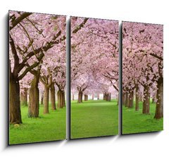 Obraz 3D tdln - 105 x 70 cm F_BB19656458 - Kirschgarten in voller Bl te