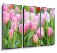 Obraz 3D tdln - 105 x 70 cm F_BB197459924 - Tulip Flower in the Garden.,Nature background.