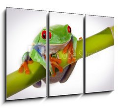 Obraz   Bamboo Frog, 105 x 70 cm