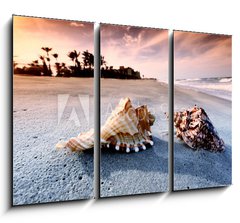 Obraz 3D tdln - 105 x 70 cm F_BB20042109 - shell - skopka