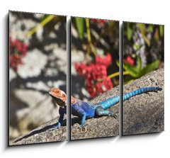 Obraz 3D tdln - 105 x 70 cm F_BB20070115 - Red-headed Rock Agama on rock