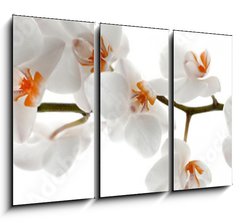 Obraz 3D tdln - 105 x 70 cm F_BB201049079 - Orchid branch with flowers