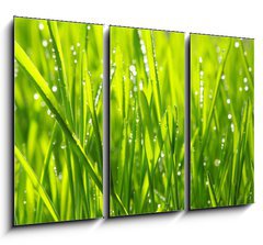 Obraz 3D tdln - 105 x 70 cm F_BB20126936 - grass - trva