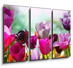 Obraz 3D tdln - 105 x 70 cm F_BB20169360 - Beautiful spring flowers, tulips