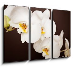 Obraz 3D tdln - 105 x 70 cm F_BB20241888 - Beautiful orchid on brown background