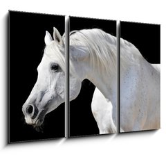Obraz 3D tdln - 105 x 70 cm F_BB20437114 - white horse isolated on black