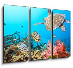 Obraz 3D tdln - 105 x 70 cm F_BB20449790 - Butterflyfishes and turtle - Butterflyfishes a elva