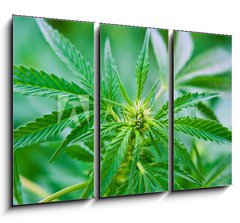 Obraz 3D tdln - 105 x 70 cm F_BB20463346 - Cannabis - Konop