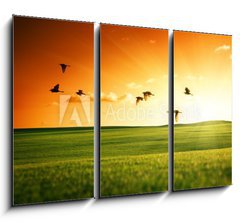 Obraz 3D tdln - 105 x 70 cm F_BB20504008 - field of grass and flying birds
