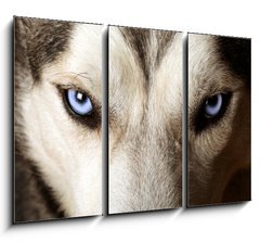 Obraz   Close view of blue eyes of an Husky or Eskimo dog., 105 x 70 cm