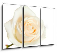 Obraz   white rose isolated, 105 x 70 cm