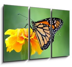 Obraz 3D třídílný - 105 x 70 cm F_BB2114104 - monarch butterfly