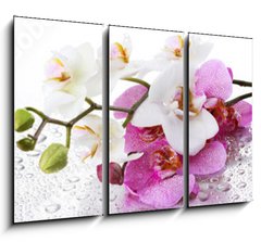 Obraz 3D tdln - 105 x 70 cm F_BB212597911 - Beyaz ve Pembe Orkide Panoramik