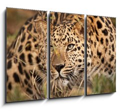 Obraz 3D tdln - 105 x 70 cm F_BB21374937 - Leopard Hunting