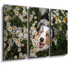 Obraz 3D třídílný - 105 x 70 cm F_BB215121166 - A happy dog in flowers. The pet is smiling. Field Camomiles. The Astralian Shepherd Tricolor