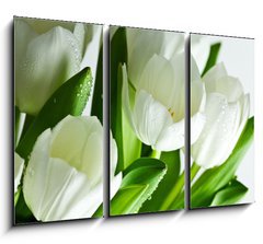 Obraz 3D tdln - 105 x 70 cm F_BB21581948 - White Tulips