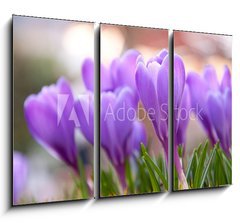 Obraz 3D tdln - 105 x 70 cm F_BB21779067 - Violet Crocuses in the garden