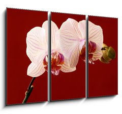 Obraz 3D tdln - 105 x 70 cm F_BB21806179 - orchid on red background