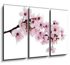 Obraz 3D tdln - 105 x 70 cm F_BB22000781 - Kirschbl te