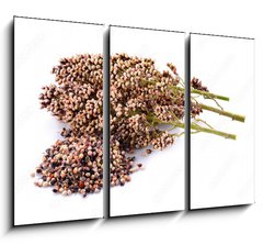 Obraz   sorghum isolated on white background, 105 x 70 cm