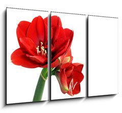 Obraz   Amaryllis flower, 105 x 70 cm