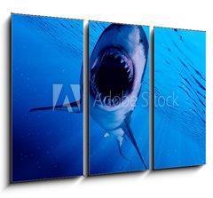 Obraz 3D tdln - 105 x 70 cm F_BB222972216 - 3d rendered illustration of a great white shark