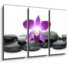 Obraz   Purple orchid and black stones, 105 x 70 cm