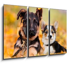 Obraz 3D tdln - 105 x 70 cm F_BB230586450 - puppy german shepherd and welsh corgi in autumn leaves