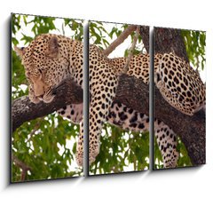 Obraz 3D tdln - 105 x 70 cm F_BB23087097 - Leopard sleeping on the tree