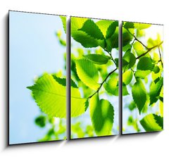 Obraz 3D tdln - 105 x 70 cm F_BB23167480 - Green leaves with sun ray