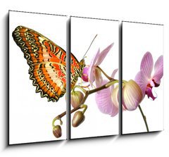 Obraz 3D tdln - 105 x 70 cm F_BB23343836 - Schmetterling 37