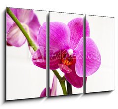 Obraz 3D tdln - 105 x 70 cm F_BB23400240 - orchid